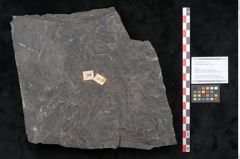 Foto (Objekt + Etikett) von Senftenbergia crenata Lindl. et H. (NHMW-GEO-2024-0188-10945)